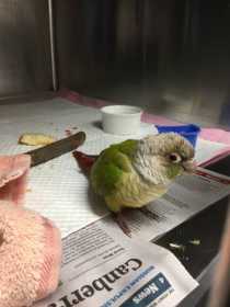 Found Conure