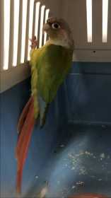 Found Conure