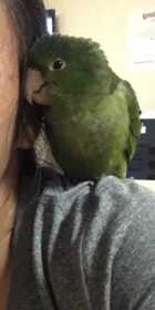 Found Bird / Parrot