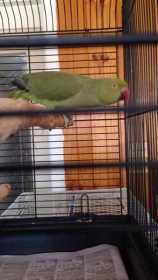 Found Indian Ringneck Parakeet