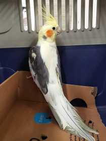 Found Cockatiel