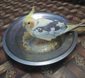 Found Cockatiel