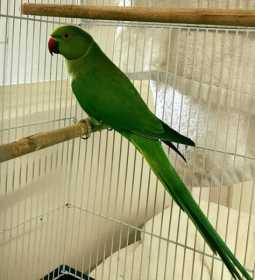 Found Indian Ringneck Parakeet