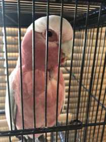 Found Galah Cockatoo