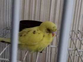 Found Budgerigar