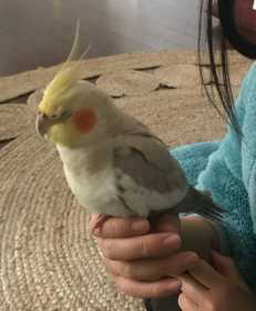 Found Cockatiel