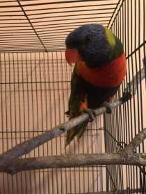 Found Lory / Lorikeet