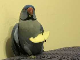 Found Australian Ringneck Parakeet
