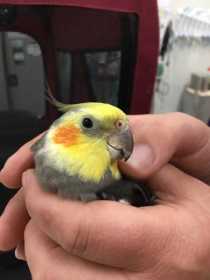 Found Cockatiel