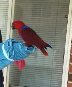 Found Eclectus