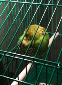 Found Budgerigar