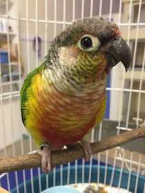 Found Conure