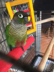 Found Conure