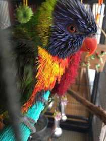 Found Lory / Lorikeet