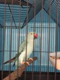 Found African Ringneck Parakeet