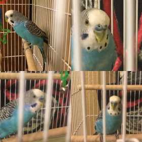 Found Budgerigar