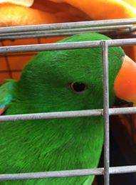 Found Eclectus