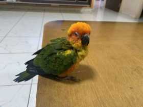 Found Parrotlet