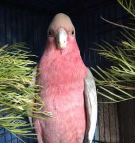 Found Galah Cockatoo