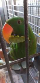 Found Eclectus