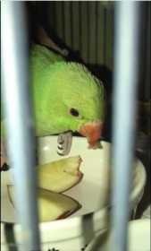 Found Indian Ringneck Parakeet