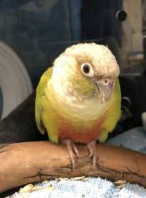 Found Conure