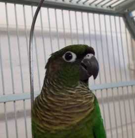 Found Conure