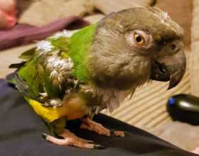 Found Senegal