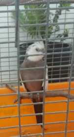 Found Cockatiel