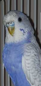 Found Budgerigar