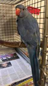 Found Lacewing Ringneck Parakeet