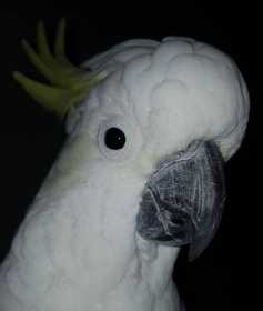 Found Cockatoo