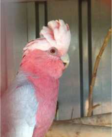 Found Galah Cockatoo