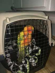 Found Conure