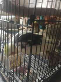 Found Cockatiel