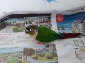 Found Conure