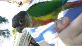 Found Conure