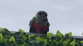 Found Conure