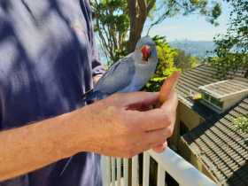 Found Lory / Lorikeet