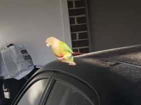 Found Conure