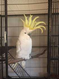 Found Cockatoo