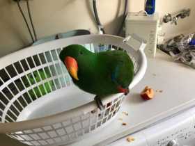 Found Eclectus