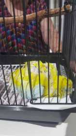 Found Parrotlet