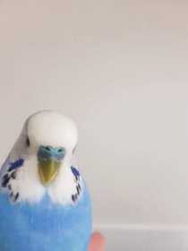 Found Budgerigar