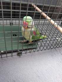 Found Alexandrine