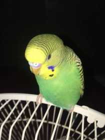 Found Parakeet