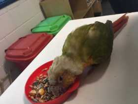 Found Conure