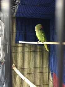 Found Indian Ringneck Parakeet