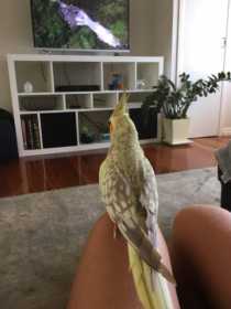 Found Cockatiel