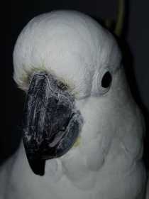 Found Cockatoo